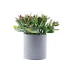 Изображение HOME DESIGN цветок в горшке PZ1125031
