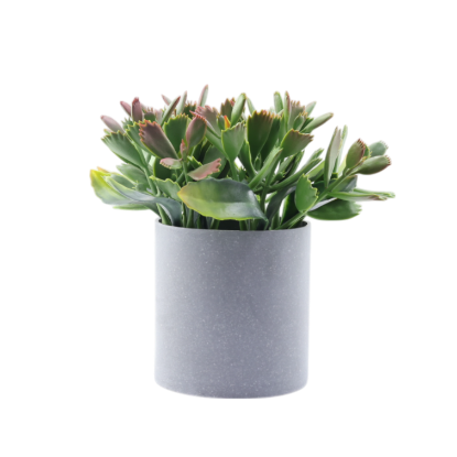 Изображение HOME DESIGN цветок в горшке PZ1125031