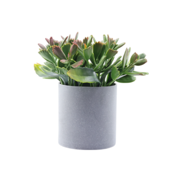Изображение HOME DESIGN цветок в горшке PZ1125031