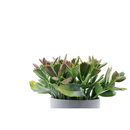 Изображение HOME DESIGN цветок в горшке PZ1125031